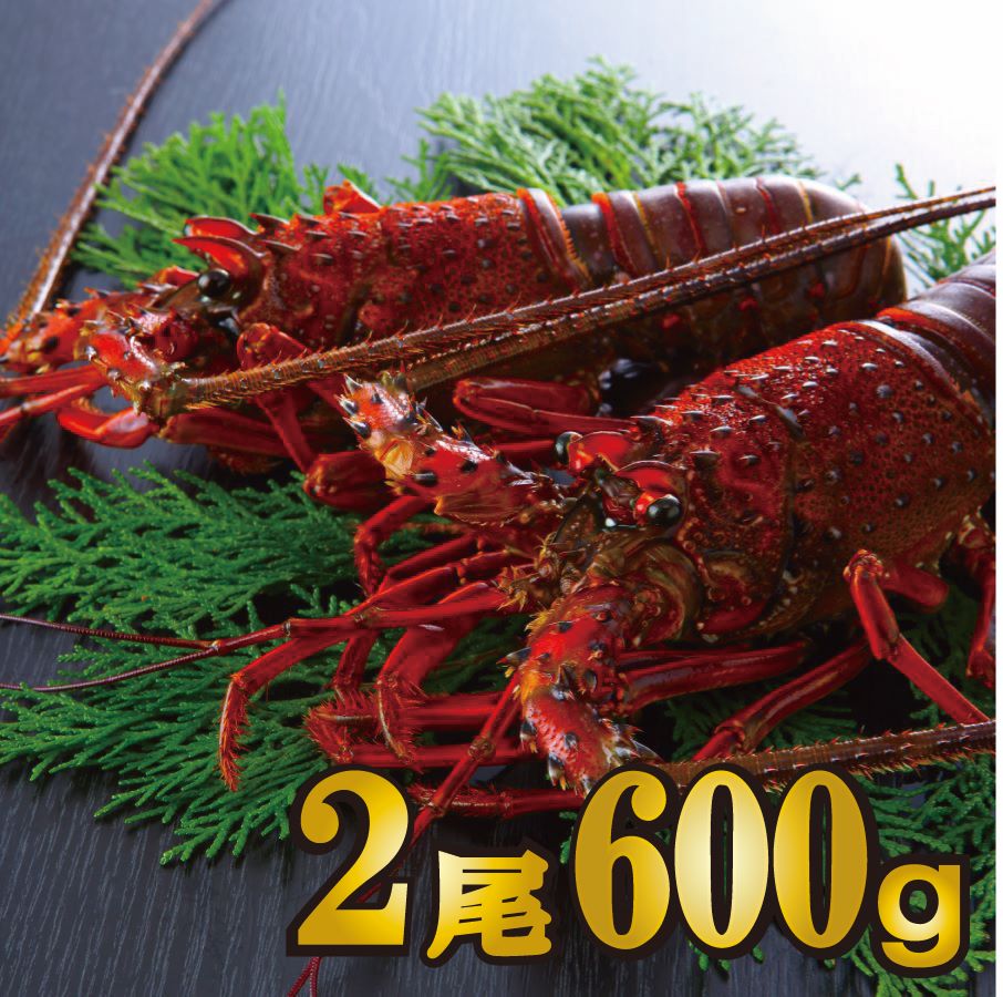 天然伊勢海老　活〆生冷凍　2尾600ｇ